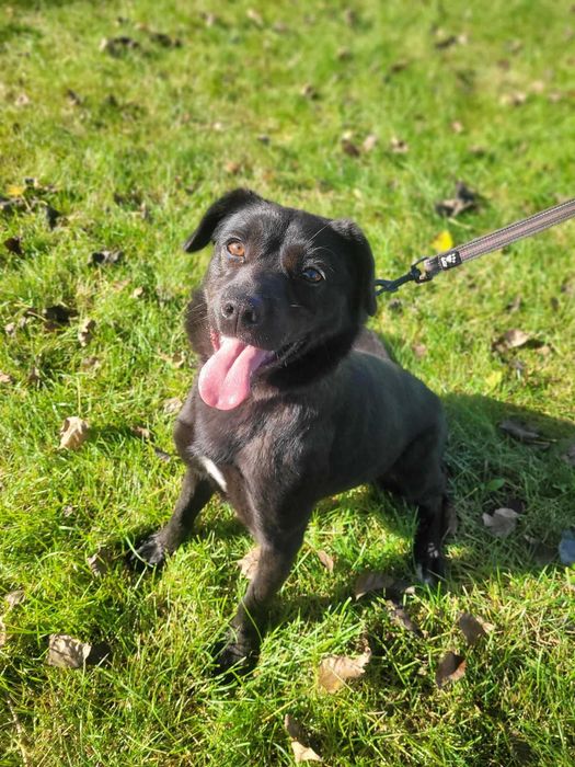 Cudowna Dora czeka na wspólną zabawę z nowym opiekunem