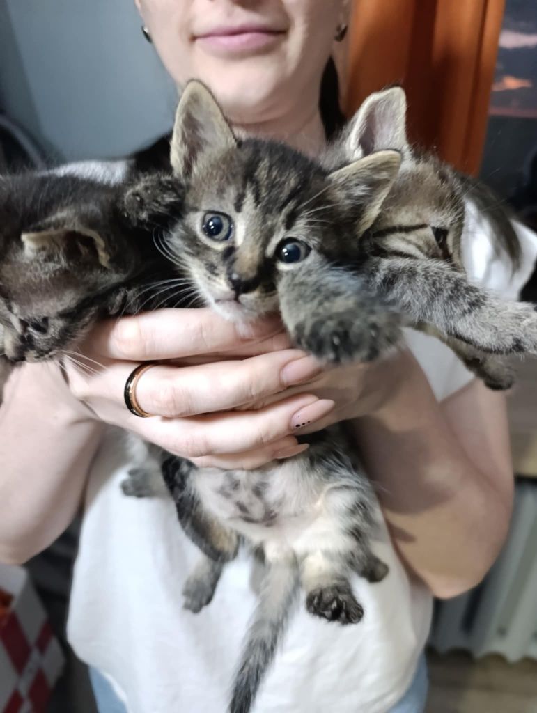 В добрі ручки кошенята