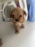 Maltipoo samiec mini po rodzicach FCI