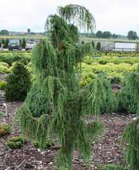 Можжевельник обыкновенный Хорстманн
(Juniperus communis Horstmann)