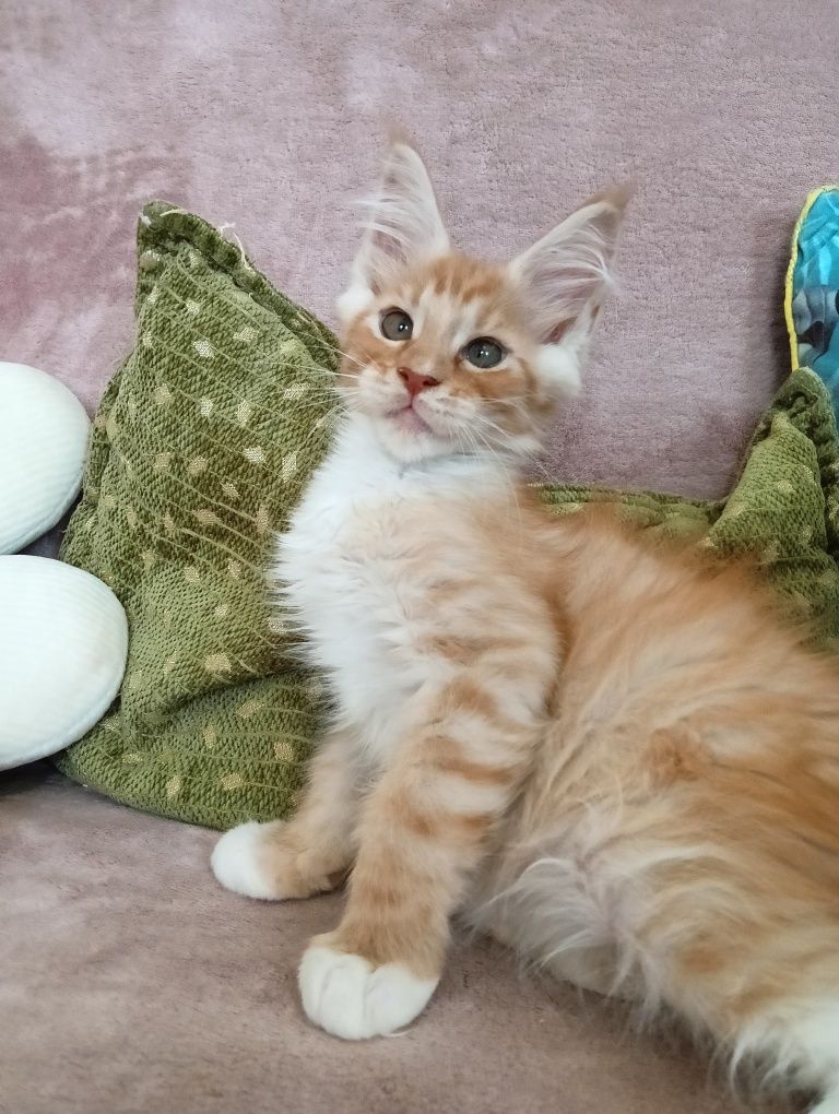 Maine coon rudy srebrzysty kocurek z rodowodem FPL