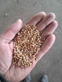 Пшениця по 4.3 грн від тонни