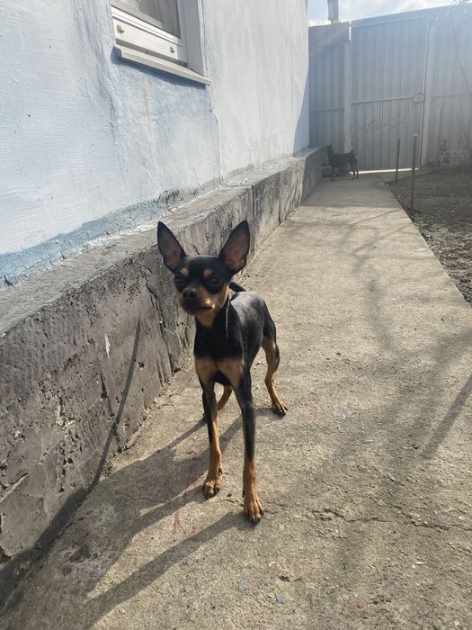 Той терєр в’язка