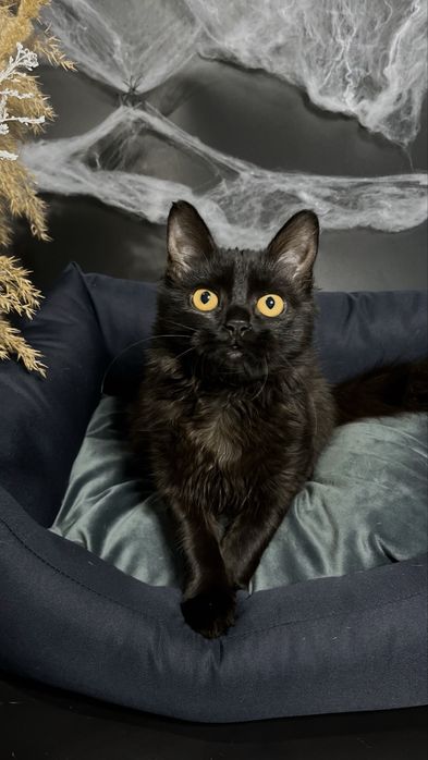 Кошеня , 5 місяців , шукає родину.