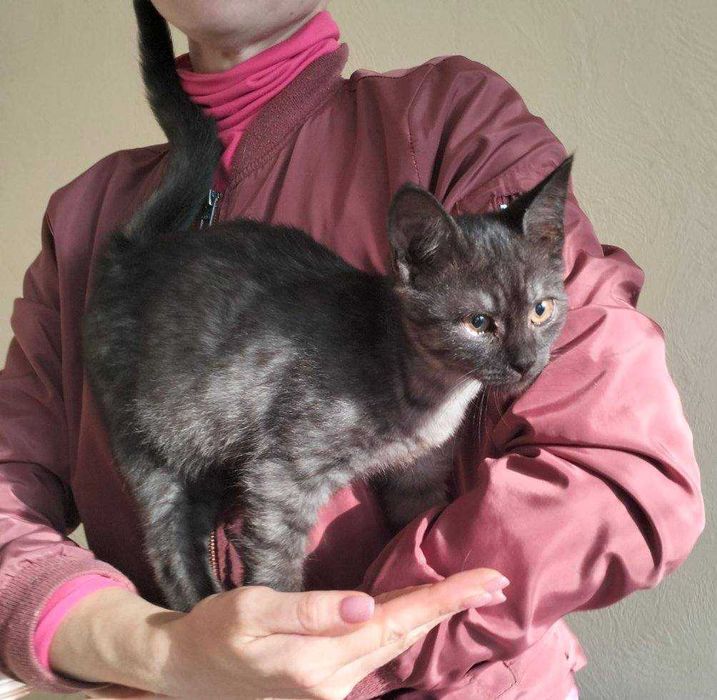 Кошеня шукає дім