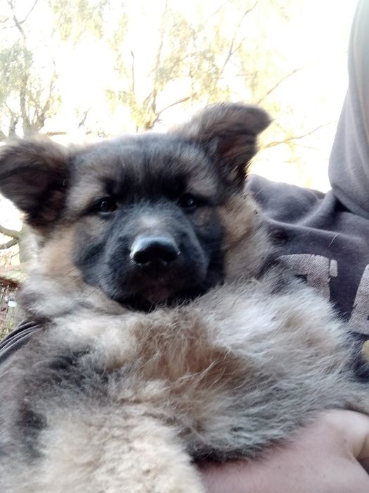 Owczarek niemiecki długowłosy