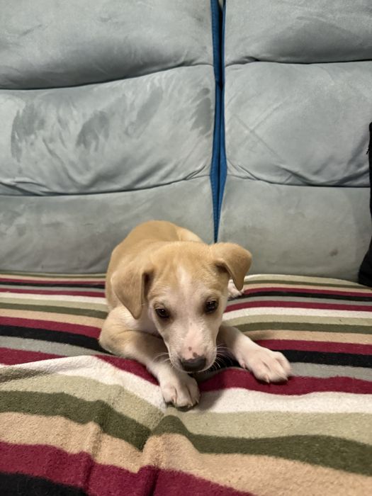 Szczeniaki do oddania za 6-8 tygodni