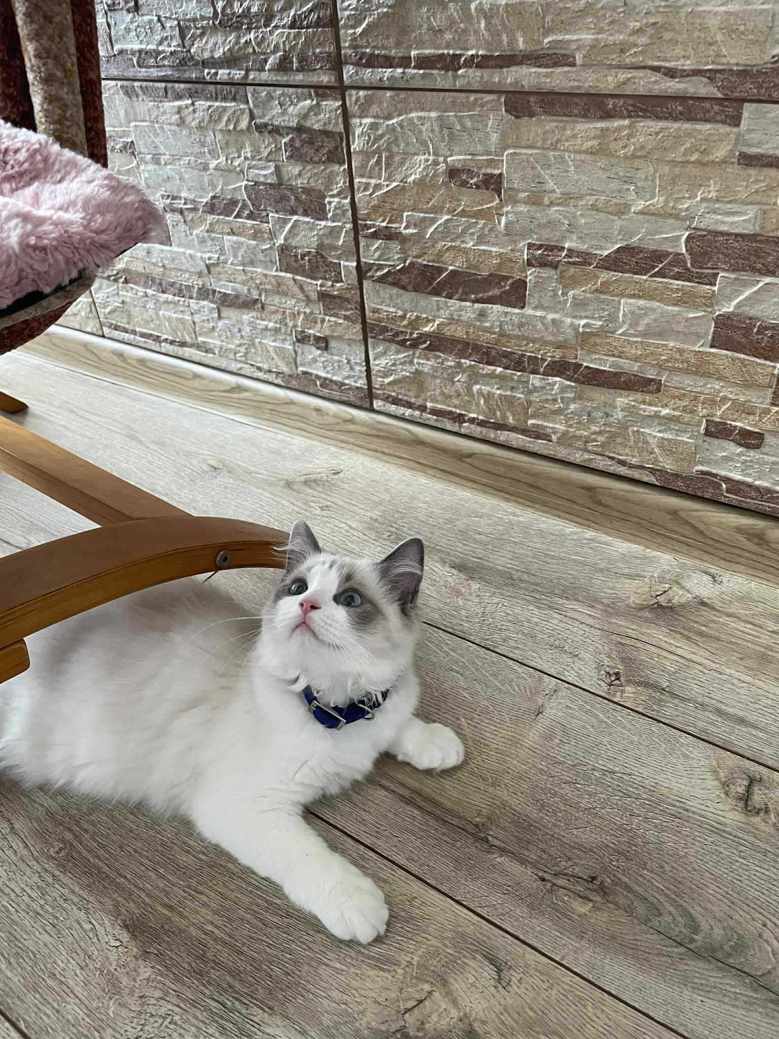 Kocięta rasy  Ragdoll FPL/FIFE