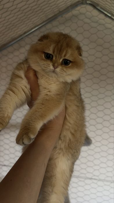 Kotka zlłota  szkocka