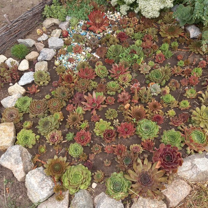 Молодило, кам'яна троянда, набір з 50+ штук,  мінімум 30 різних сортів