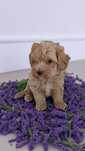 Maltipoo piesek z rodowodem