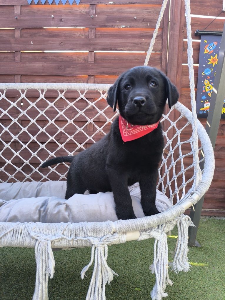 Labrador Retriever Sid czarny gotowy do odbioru