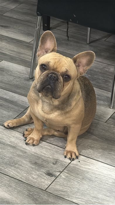 Menino Buldog Frances