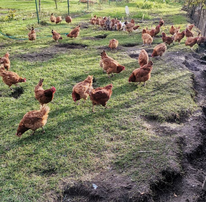 Jajka swojskie świeże