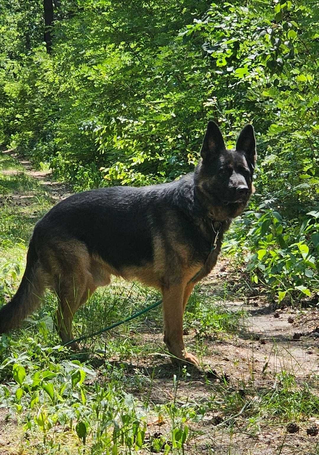 Owczarek Niemiecki do adopcji