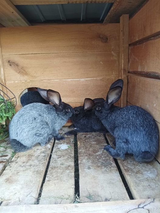 Продам м'ясо кролика