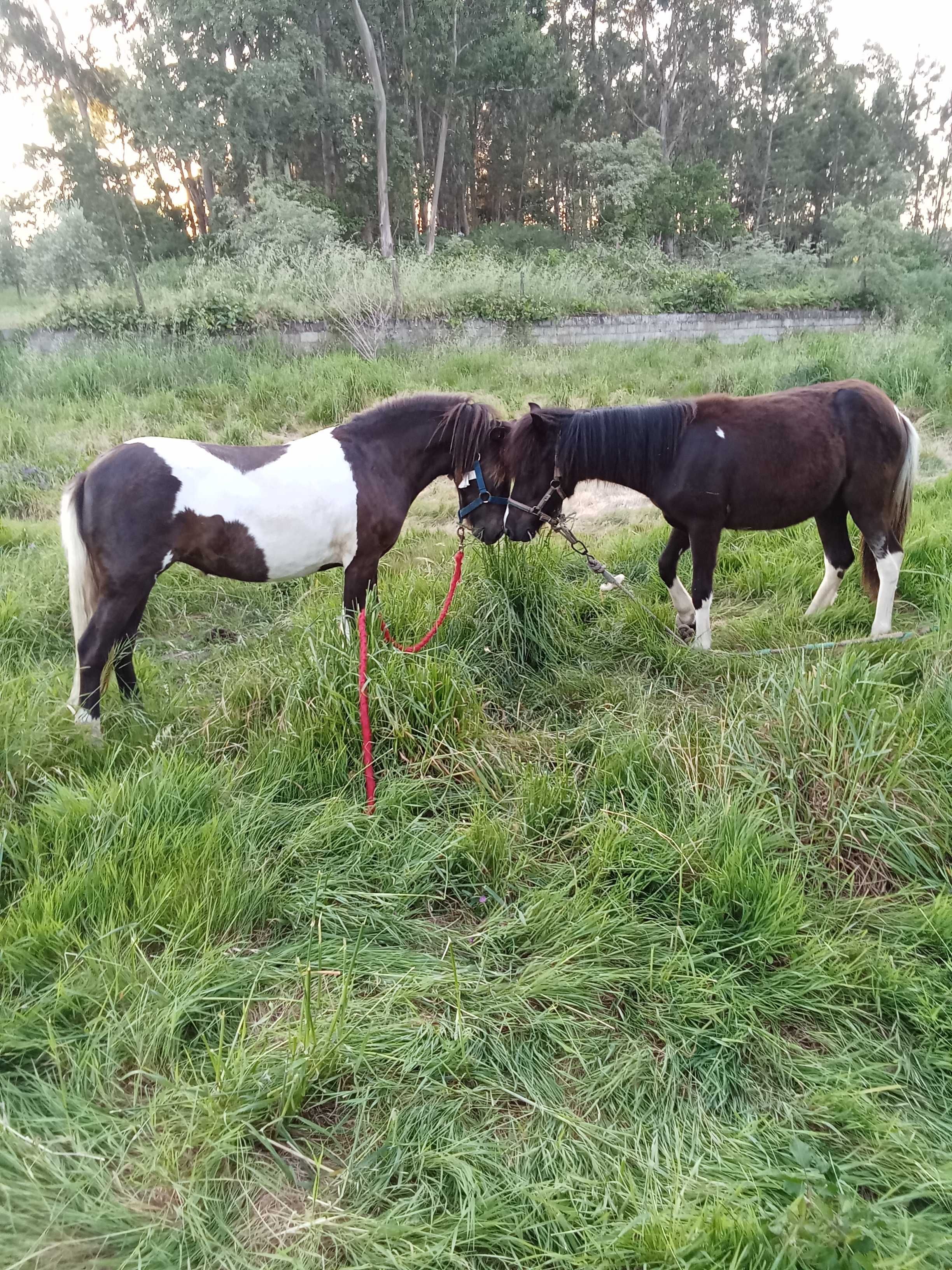 Poneys fêmeas prenhes