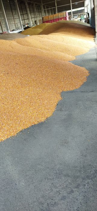 Продається кукурудза, пшениця