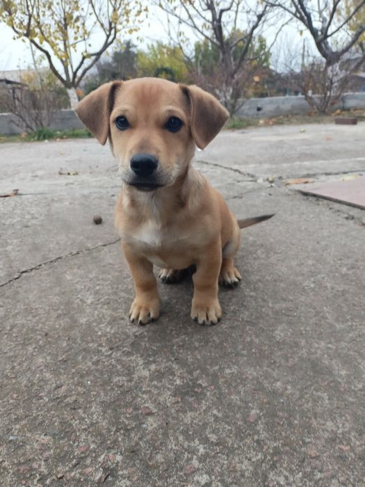 Маленькі цуценята від маленької мами