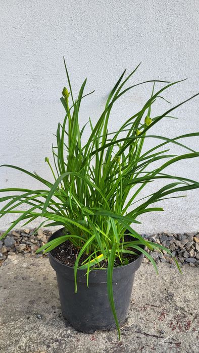 Liliowiec Stella De Oro żółty
