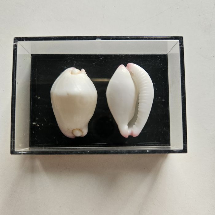 Calpurnus verrucosus muszle