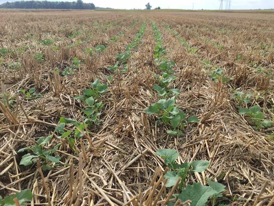 Siew bez orki MZURI -  GPS - rzepak, zboża  - Strip-till -EKOSCHEMAT
