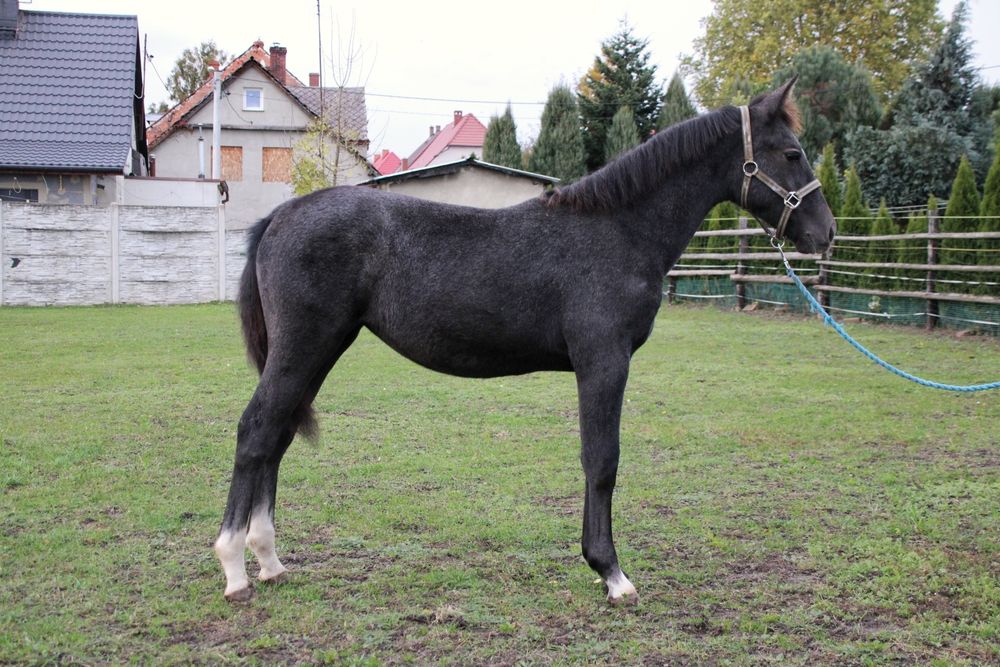 Klacz śląska źrebica
