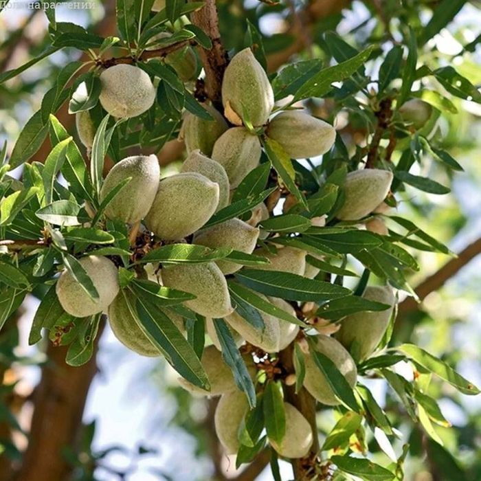 Саджанці мигдалю ОПТ–Роздріб / Саженцы миндаля ОПТ–Розница