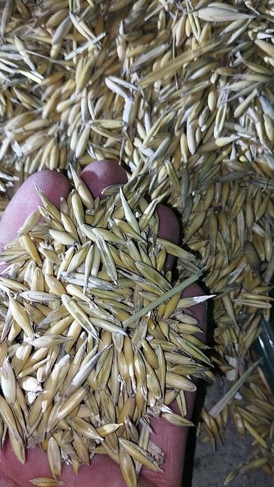 Sprzedam owies tegoroczny