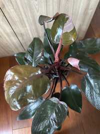 Filodendron philodendron Pink Princess duży