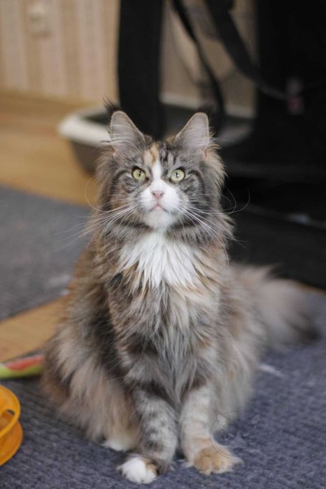 Wyjątkowa Kotka Maine coon Szylkret Cudowna molly