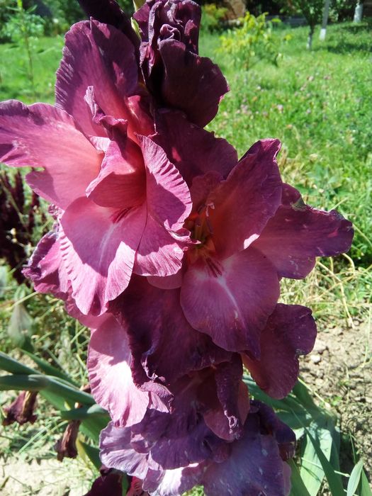 Гладіолус, цибулини гладіолусів