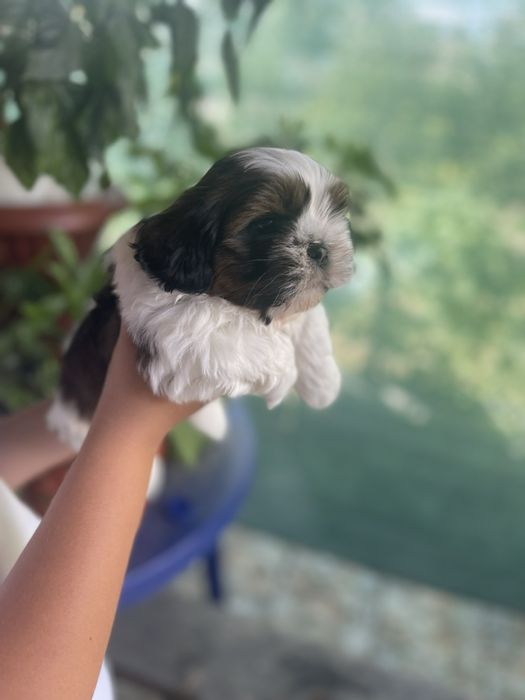 Хлопчики Ши-тцу