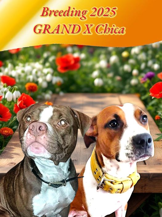 Шикарный мальчик Апбт(питбуль)