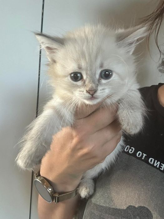 po Championach rodowód FPL FIFE Neva Masquerade kotka kot Syberyjski