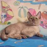 Котята бурмы, бурманская кошка
