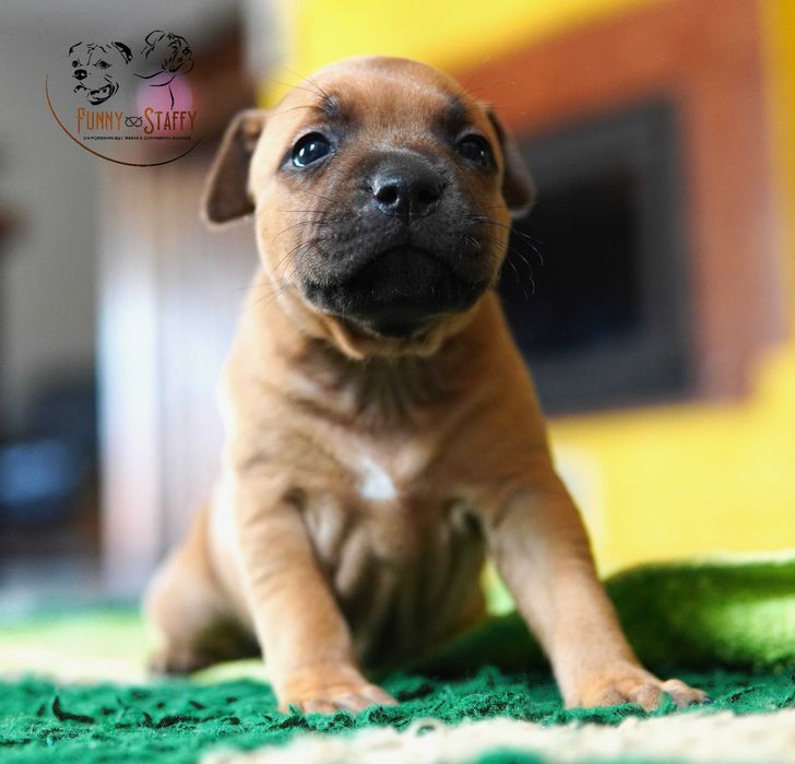 Staffordshire Bull Terrier - suczka