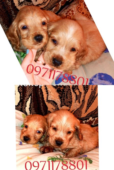 Англійські чистокровні кокер-спанієлі, золотого кольору, телефонуйте