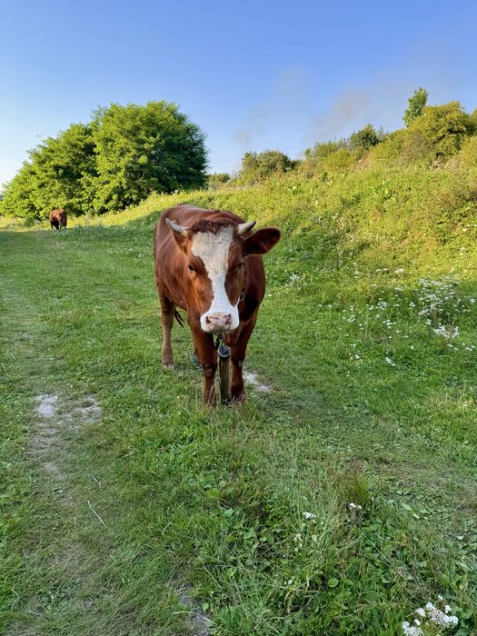 Продається телиця