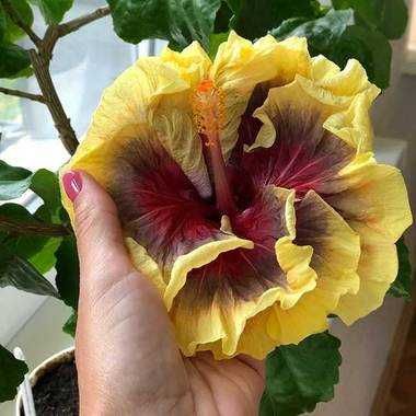 Сортовой гибискус Taiwan Super Storm