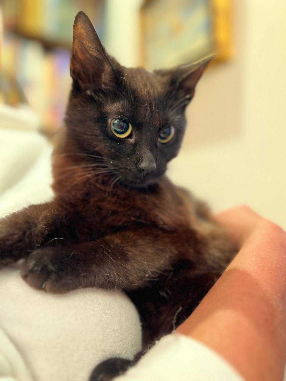 кошеня 6 місяців, котик,кіт лагідний