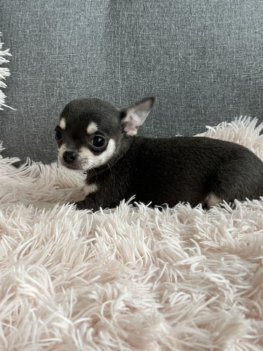 Malenki piesek chihuahua do odbioru