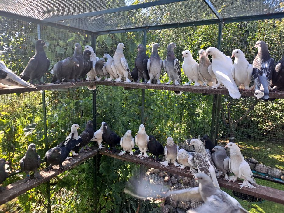 Takla Turecka gołąbki  akrobatyczne