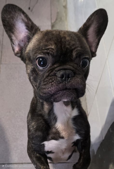 Bulldog Francês Macho