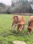 Vacas jarmelistas puras