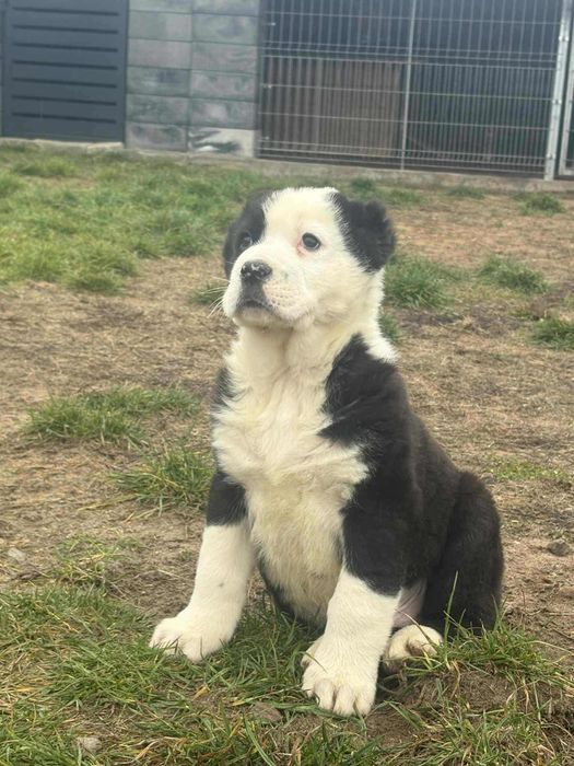 Szczeniak Owczarek Środkowoazjatycki