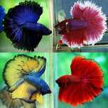 Bettas Machos Sortidos desde 4,00 a 25,00