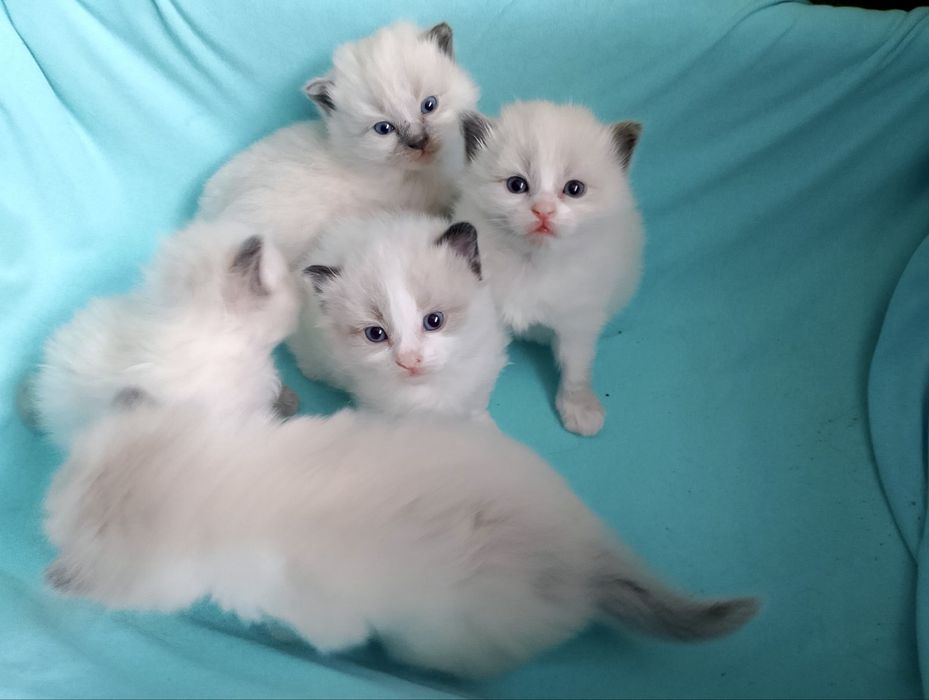 Котята породы Рэгдолл (Ragdoll)