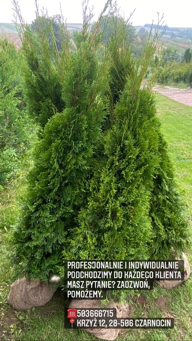 Tuja Szmaragd 150-160cm DOSTAWA*SADZENIE*PRODUCENT (120/130/140)