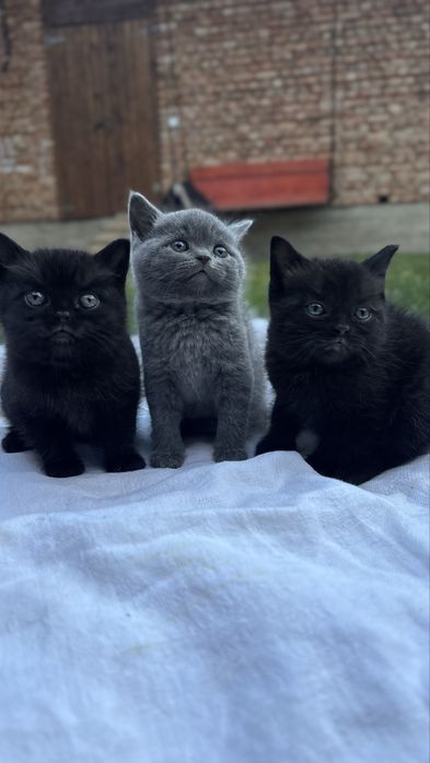 Кошенята в добрі руки